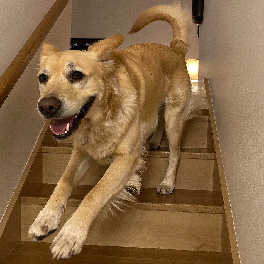 Senior golden retriever bounding up the stairs