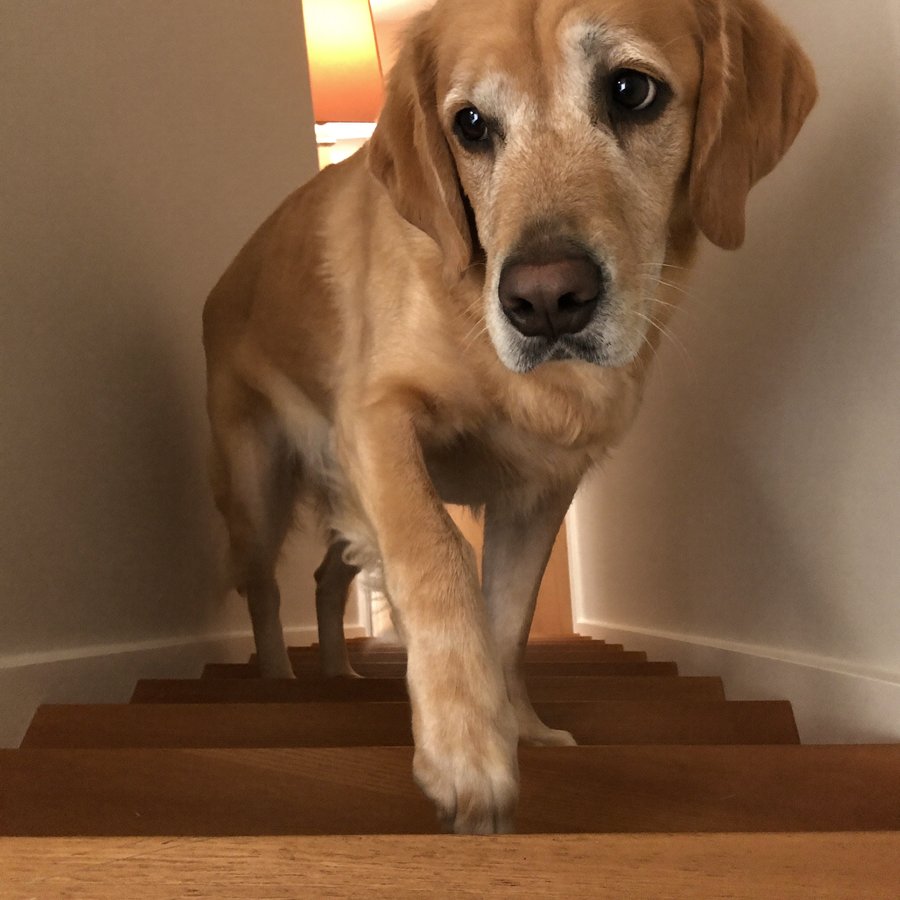Senior golden retriever hesitating at the bottom of the stairs